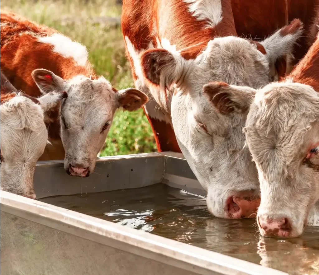 Image of four cows drinking water from a trough.